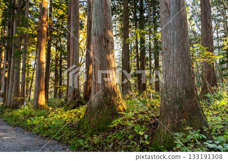 《長野縣》前往Togakure的一排雪松 133191308