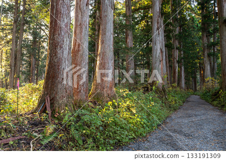《長野縣》前往Togakure的一排雪松 133191309