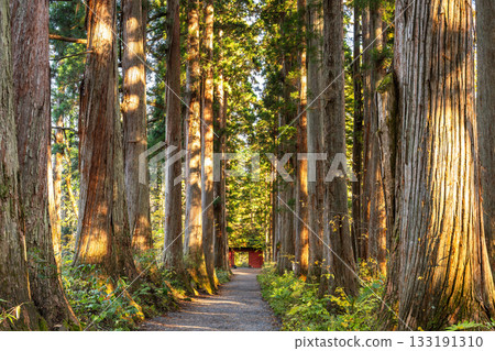 《長野縣》前往Togakure的一排雪松 133191310