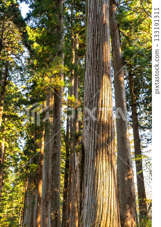 《長野縣》前往Togakure的一排雪松 133191311