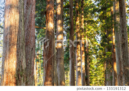 《長野縣》前往Togakure的一排雪松 133191312