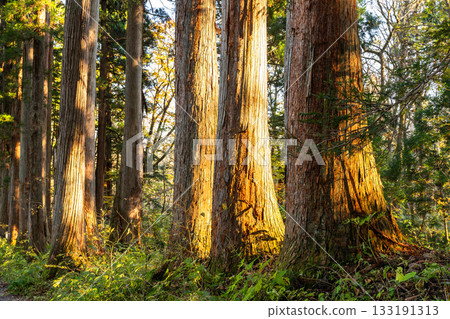 《長野縣》前往Togakure的一排雪松 133191313