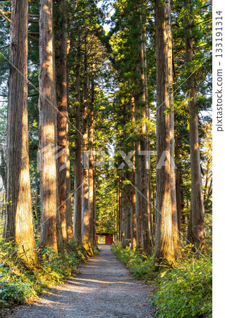 《長野縣》前往Togakure的一排雪松 133191314