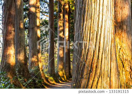 《長野縣》前往Togakure的一排雪松 133191315