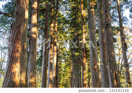 《長野縣》前往Togakure的一排雪松 133191316