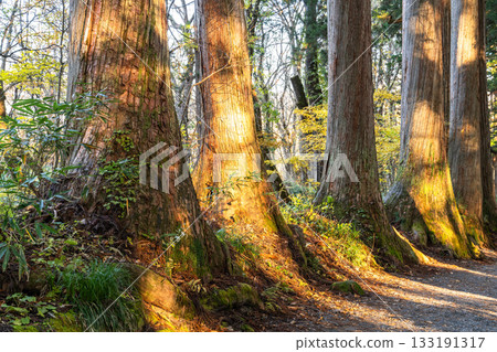 《長野縣》前往Togakure的一排雪松 133191317