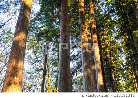 《Nagano Prefecture》 Cedar trees on the approach to Togakushi 133191318