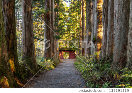 《長野縣》前往Togakure的一排雪松 《長野縣》前往Togakure的一排雪松 133191319