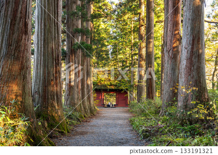 《Nagano Prefecture》 Cedar trees on the approach to Togakushi 《Nagano Prefecture》 Cedar trees on the approach to Togakushi 133191321