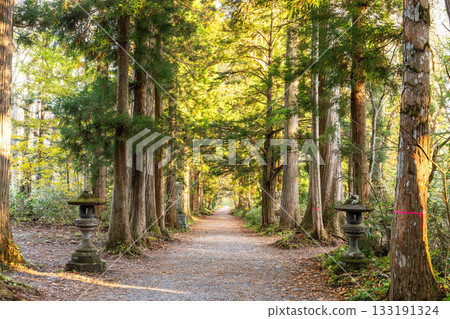 《長野縣》前往Togakure的一排雪松 133191324