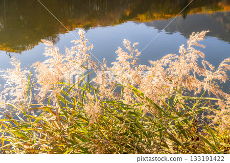 Nagano Prefecture: Kagami Pond and Togakushi at the peak of autumn foliage Nagano Prefecture: Kagami Pond and Togakushi at the peak of autumn foliage 133191422