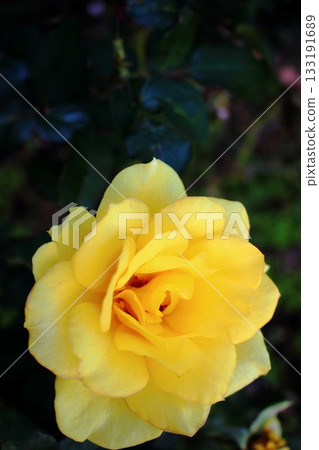 Yellow Rose Flower 133191689