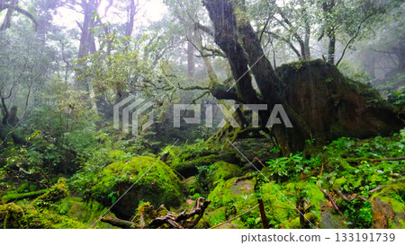 Mossy forest scenery 133191739