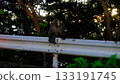 Wild monkeys on Yakushima 133191745