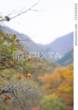 日本里山風光：柿子與秋葉 133191816