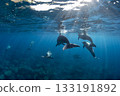 野生海豚在清澈的海水中暢遊 133191892