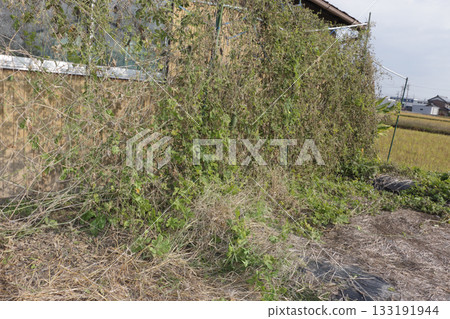 停止種植苦瓜 133191944