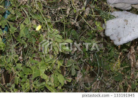 停止種植苦瓜 133191945