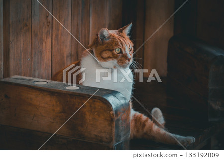 Landscape with a cat Landscape with a cat 133192009