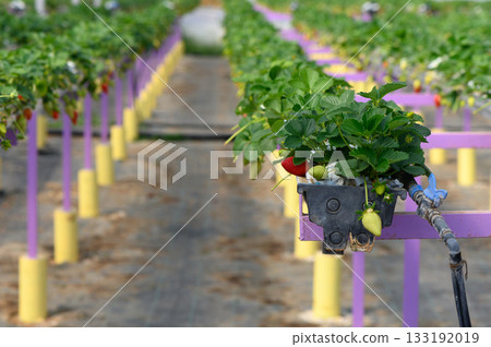 Bright red strawberries growing in a vibrant field of green and purple at an innovative agricultural site Bright red strawberries growing in a vibrant field of green and purple at an innovative agricultural site 133192019