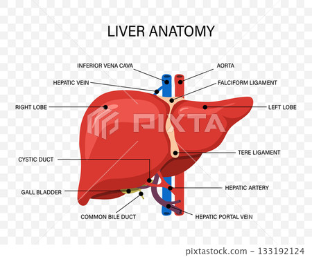 Human liver anatomy. Disease treatment icons for medical illustration and healthcare. Vector design 133192124