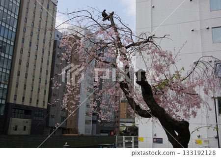 櫻花在東京 櫻花在東京 133192128