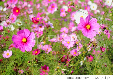 宇宙花園 133192142