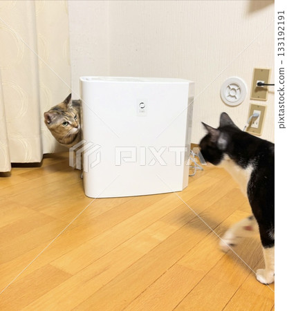 加濕器、雉雞貓和黑白貓 133192191
