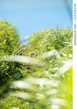 奧大山的步道上閃閃發光的綠植和夏日的天空 133192244