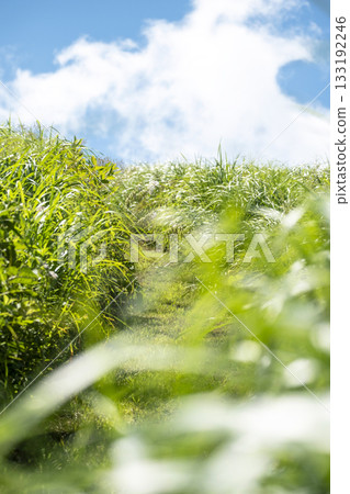 奧大山的步道上閃閃發光的綠植和夏日的天空 133192246