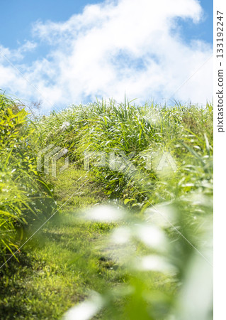 Sparkling greenery on the walking path and summer sky at Oku-Daisen 133192247
