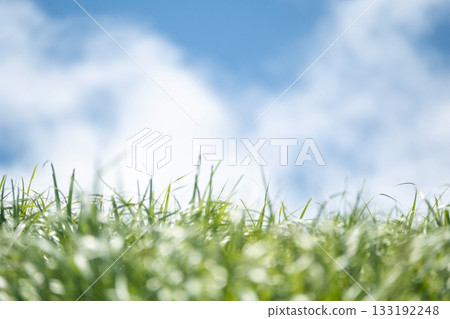 Sparkling greenery on the walking path and summer sky at Oku-Daisen Sparkling greenery on the walking path and summer sky at Oku-Daisen 133192248