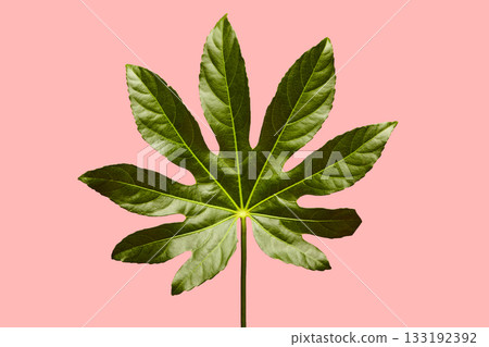 Fatsia Japonica Leaf on Pink Background Fatsia Japonica Leaf on Pink Background 133192392