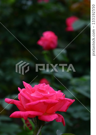 花的女王 133192550