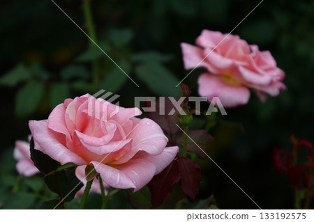 花的女王 133192575