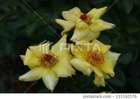 花的女王 133192576