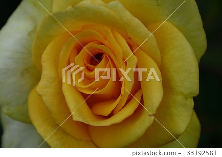 Queen of flowers 133192581