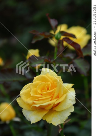 Queen of flowers 133192582