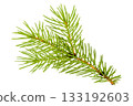 Spruce branch isolated on white background. Green fir. Christmas tree 133192603