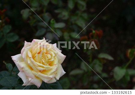 花的女王 花的女王 133192615