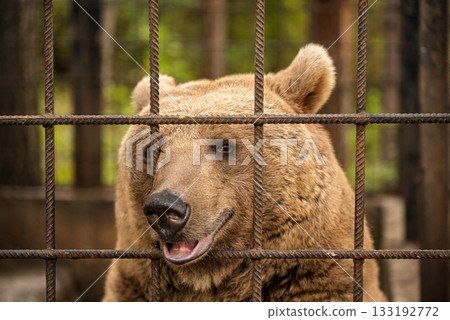 A brown bear is standing in front of a metal fence A brown bear is standing in front of a metal fence 133192772