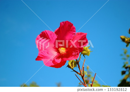 Red hibiscus flower 133192812