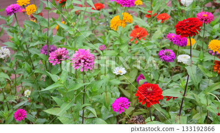 花園 花園 133192866