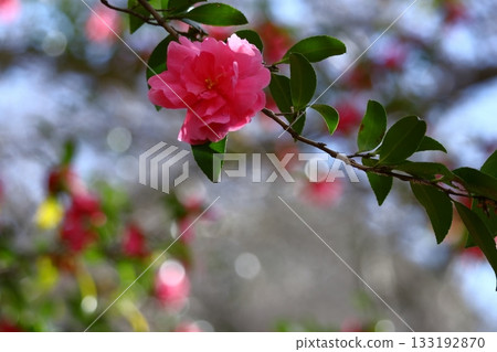 Blooming in the cold winter sky Blooming in the cold winter sky 133192870