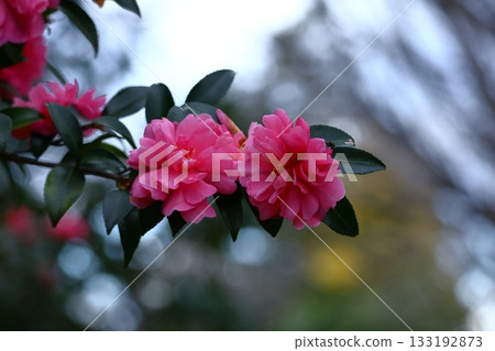 Blooming in the cold winter sky 133192873