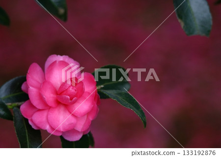 Blooming in the cold winter sky Blooming in the cold winter sky 133192876