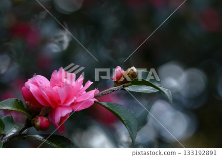 在寒冷的冬天的天空中盛開 133192891