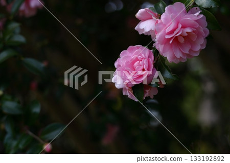 在寒冷的冬天的天空中盛開 133192892