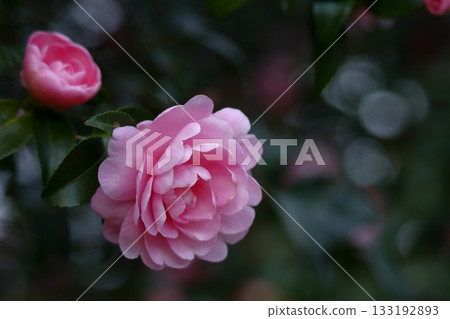 在寒冷的冬天的天空中盛開 133192893