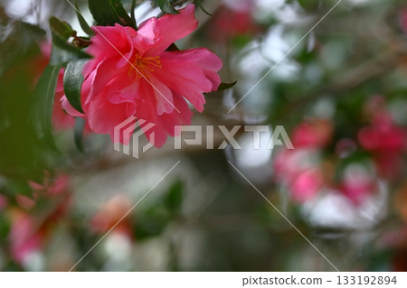 在寒冷的冬天的天空中盛開 133192894